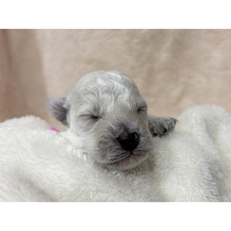 販売中の千葉県のトイプードル-432513の10枚目