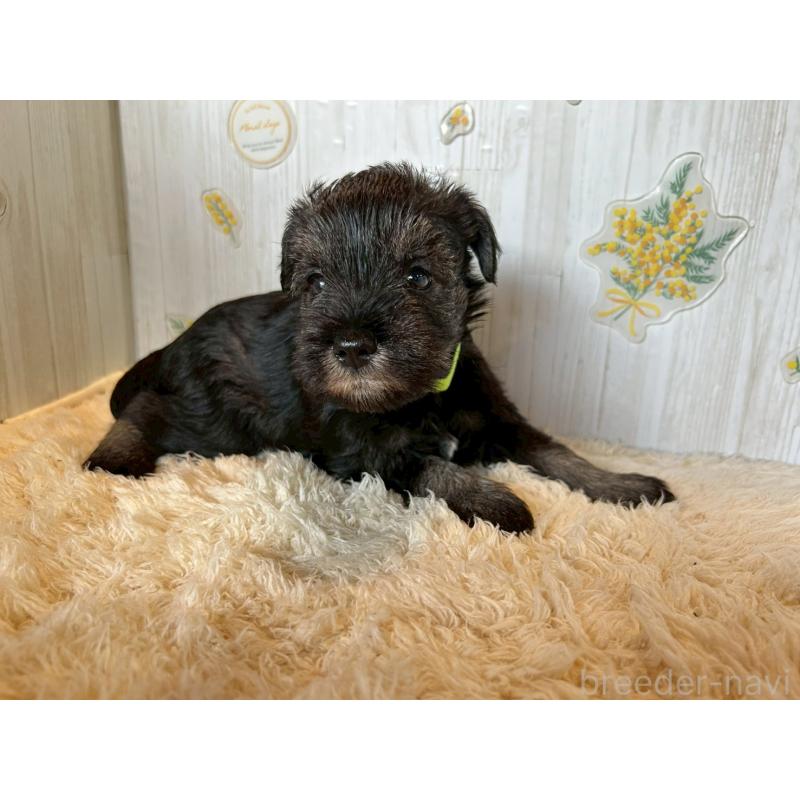 販売中の群馬県のミニチュアシュナウザー-428525の4枚目