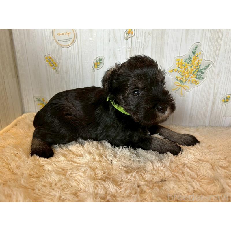 販売中の群馬県のミニチュアシュナウザー-428525の3枚目