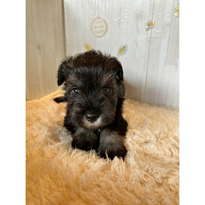 販売中の群馬県のミニチュアシュナウザー-428525の2枚目