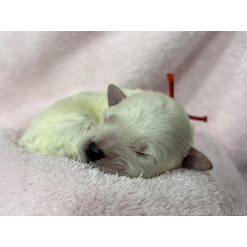 販売中の千葉県のトイプードル-432514の13枚目