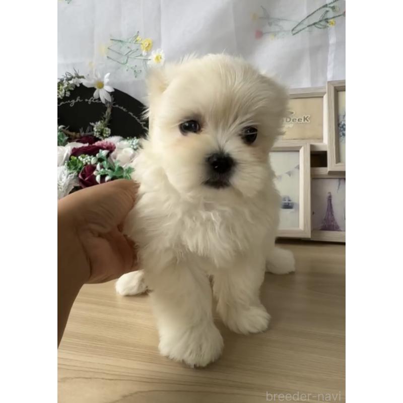 成約済の福岡県のミックス犬-427271の5枚目