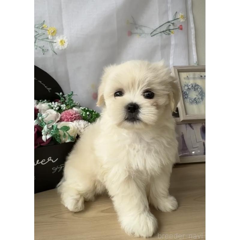 成約済の福岡県のミックス犬-427271の4枚目