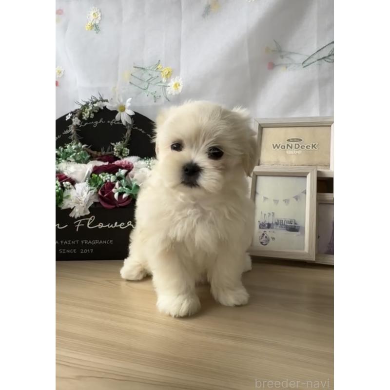 成約済の福岡県のミックス犬-427271の3枚目