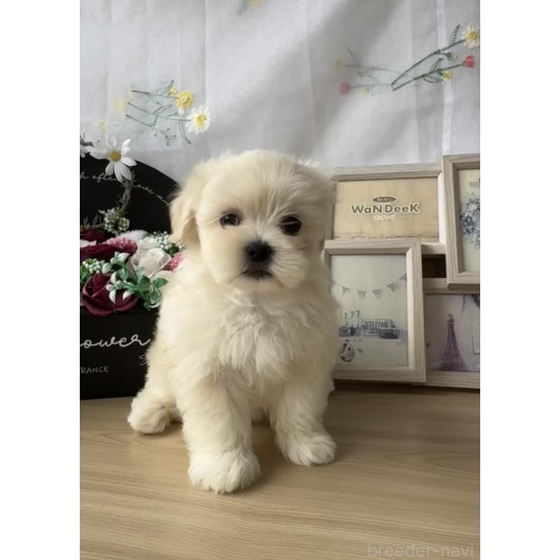 成約済の福岡県のミックス犬-427271の2枚目