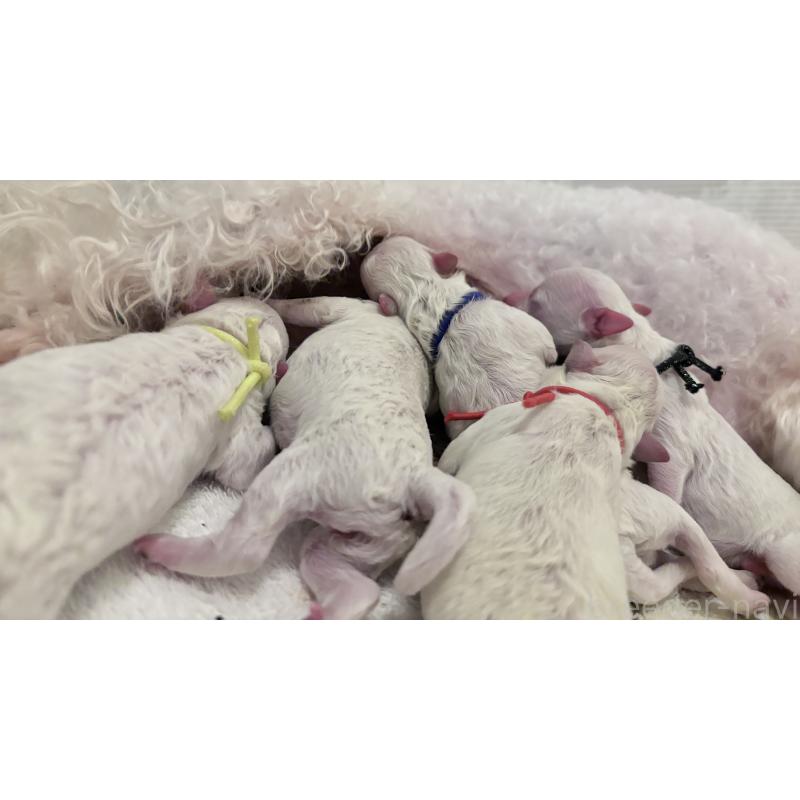 販売中の千葉県のトイプードル-432514の12枚目