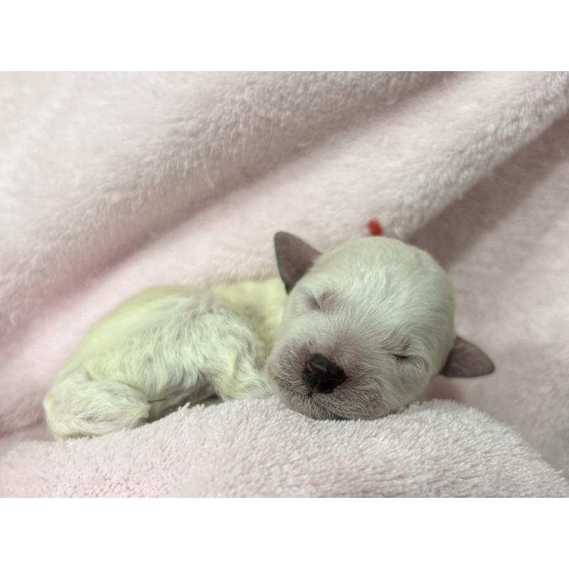 販売中の千葉県のトイプードル-432514の11枚目