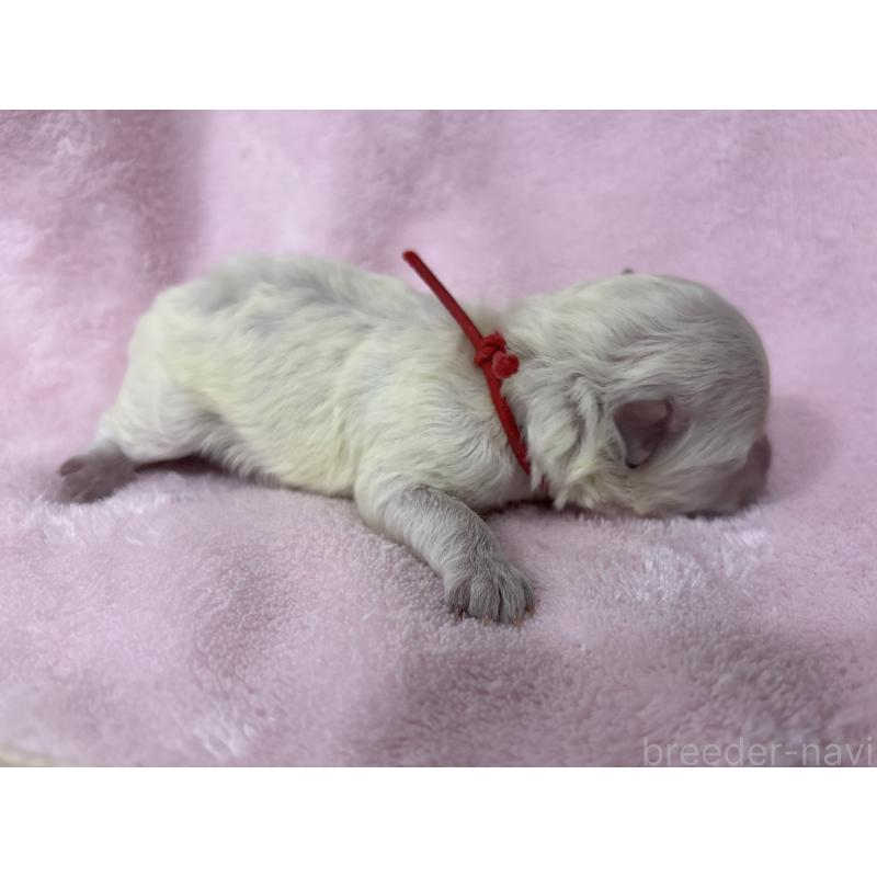 販売中の千葉県のトイプードル-432514の10枚目