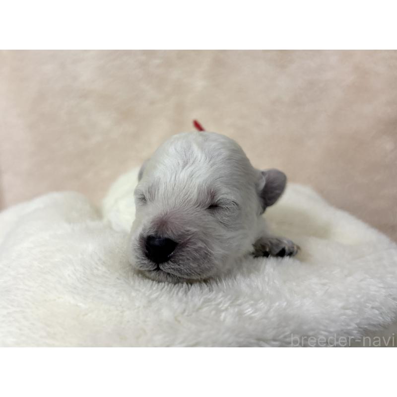 販売中の千葉県のトイプードル-432514の9枚目