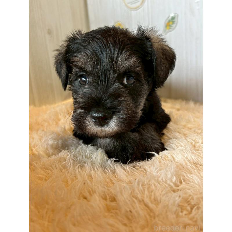 販売中の群馬県のミニチュアシュナウザー-428527