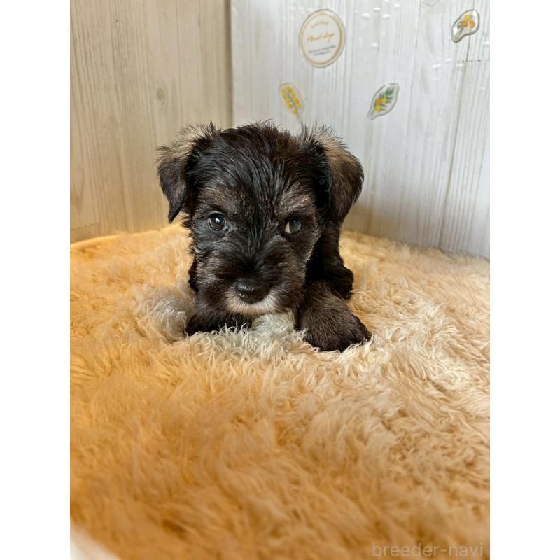 販売中の群馬県のミニチュアシュナウザー-428527の2枚目