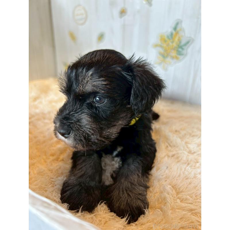 販売中の群馬県のミニチュアシュナウザー-428530の4枚目