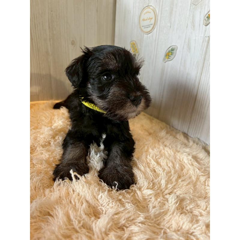 販売中の群馬県のミニチュアシュナウザー-428530の3枚目