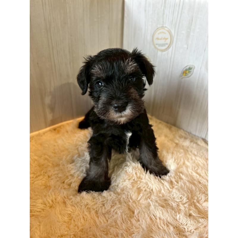 販売中の群馬県のミニチュアシュナウザー-428530の1枚目