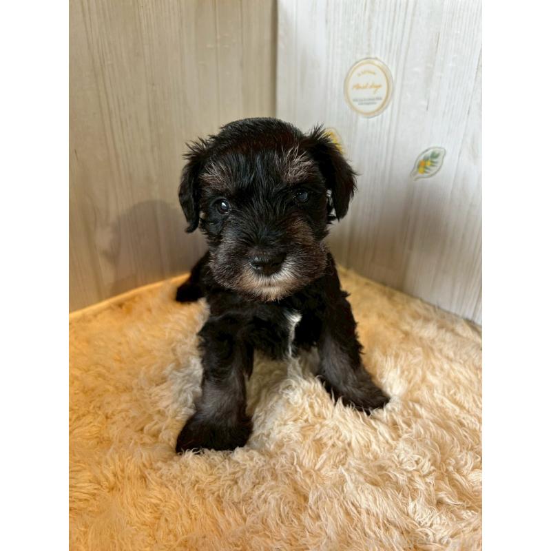 販売中の群馬県のミニチュアシュナウザー-428530の2枚目