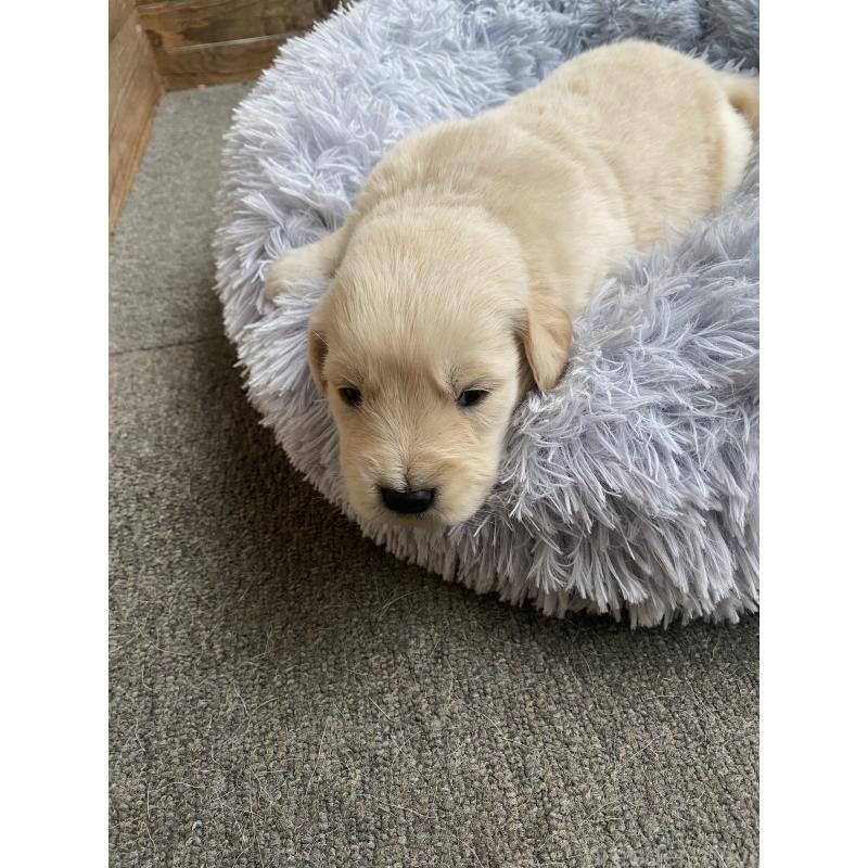 販売中の静岡県のゴールデンレトリーバー-428534の6枚目