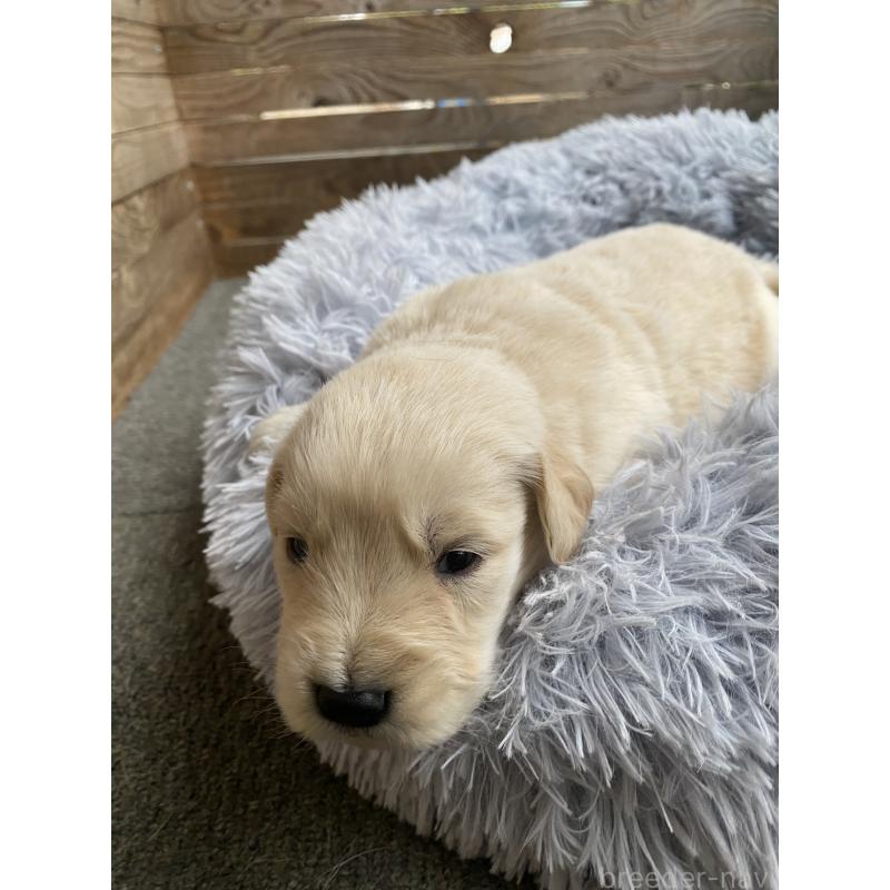 販売中の静岡県のゴールデンレトリーバー-428534の5枚目