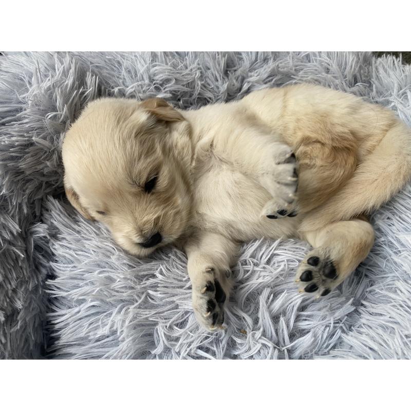 販売中の静岡県のゴールデンレトリーバー-428534の4枚目