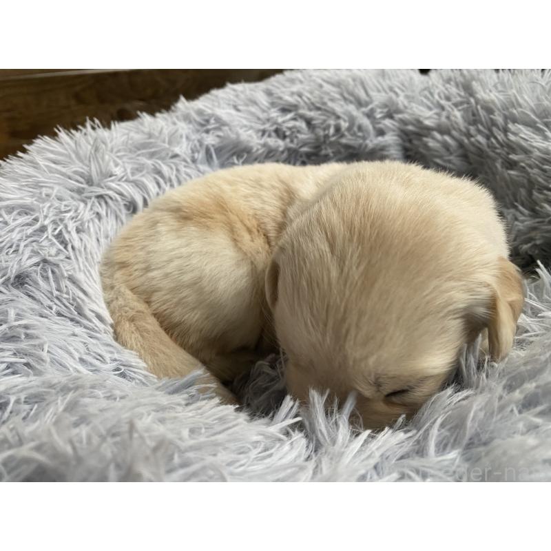 販売中の静岡県のゴールデンレトリーバー-428534の3枚目