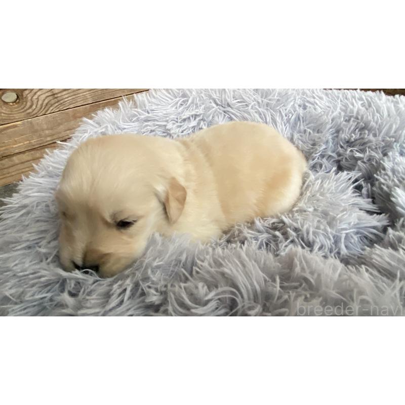 販売中の静岡県のゴールデンレトリーバー-428534の2枚目