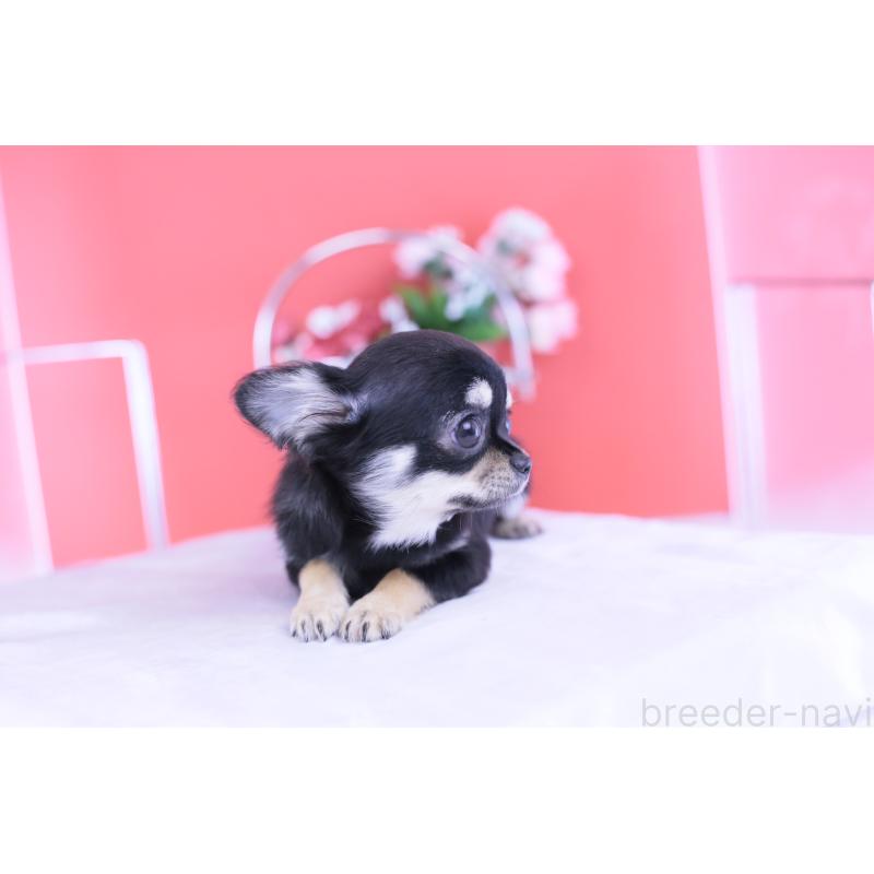 販売中の愛知県のチワワ(ロングコート)-406028の14枚目