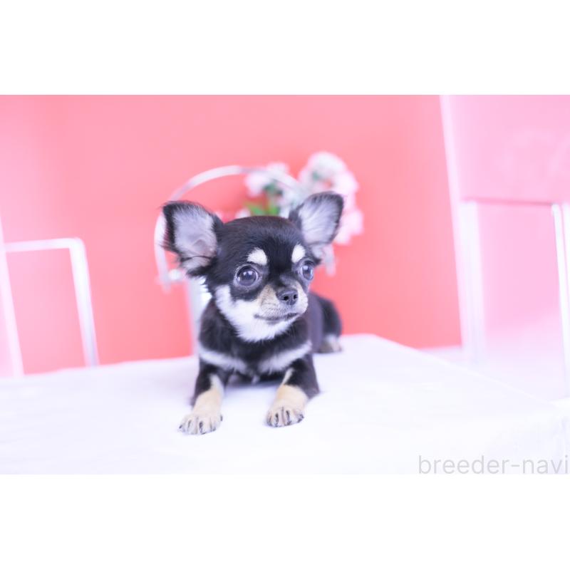 販売中の愛知県のチワワ(ロングコート)-406028の13枚目