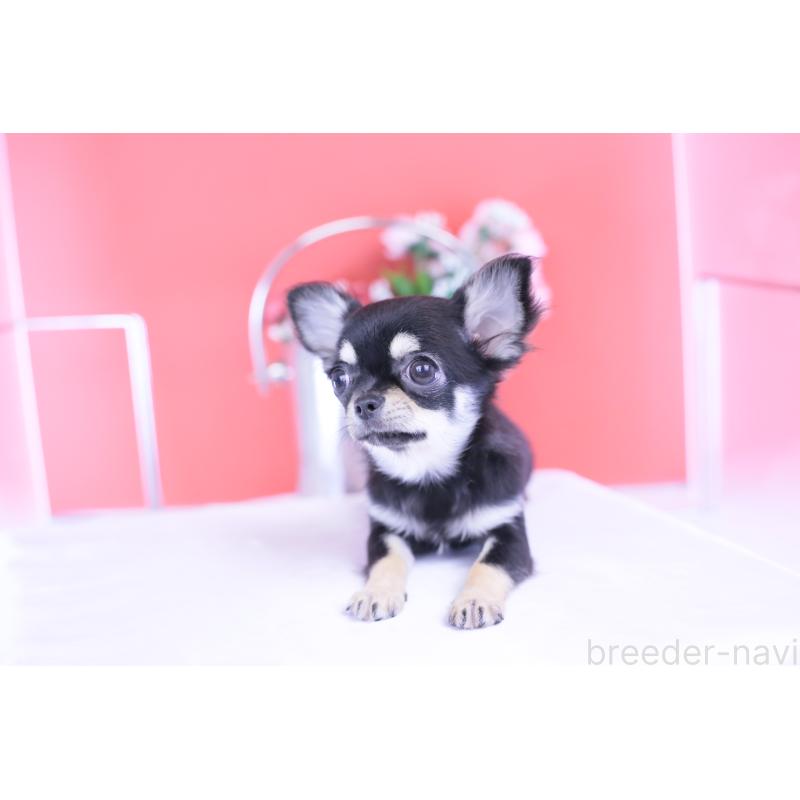 販売中の愛知県のチワワ(ロングコート)-406028の8枚目