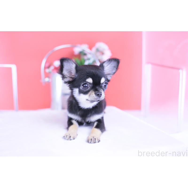 販売中の愛知県のチワワ(ロングコート)-406028の7枚目