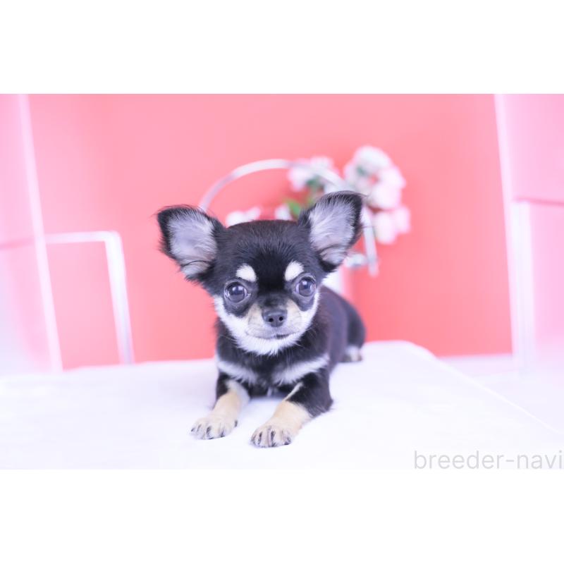 販売中の愛知県のチワワ(ロングコート)-406028の6枚目