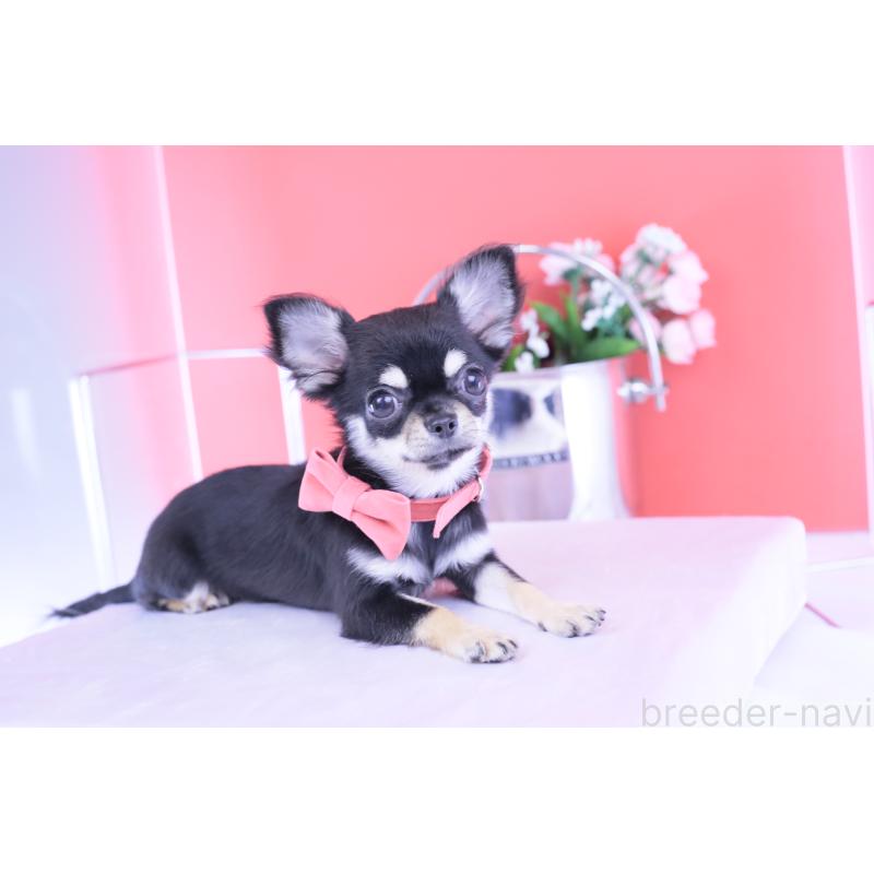 販売中の愛知県のチワワ(ロングコート)-406028の3枚目