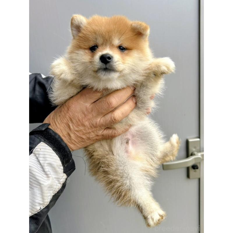 販売中の福岡県のミックス犬-428535