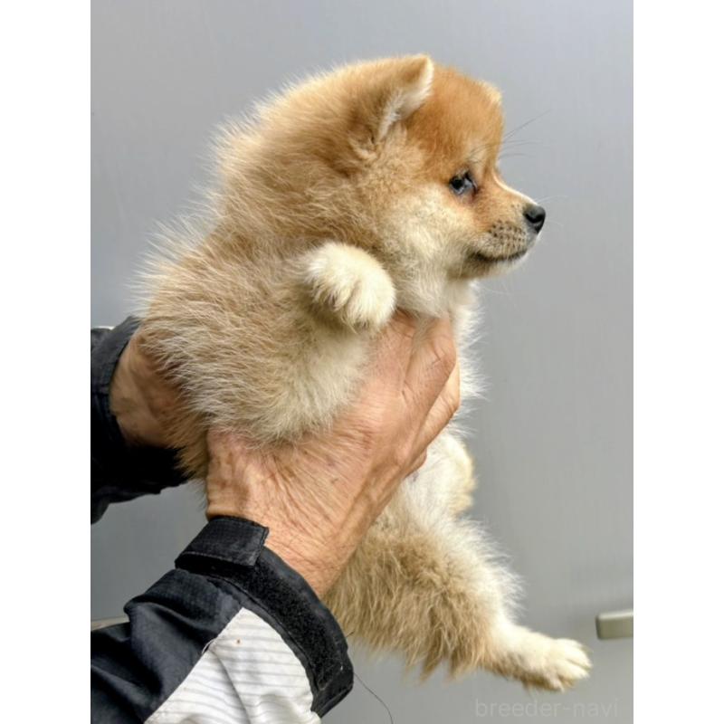 販売中の福岡県のミックス犬-428535の3枚目