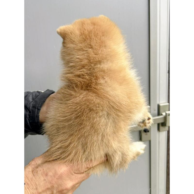 販売中の福岡県のミックス犬-428535の2枚目