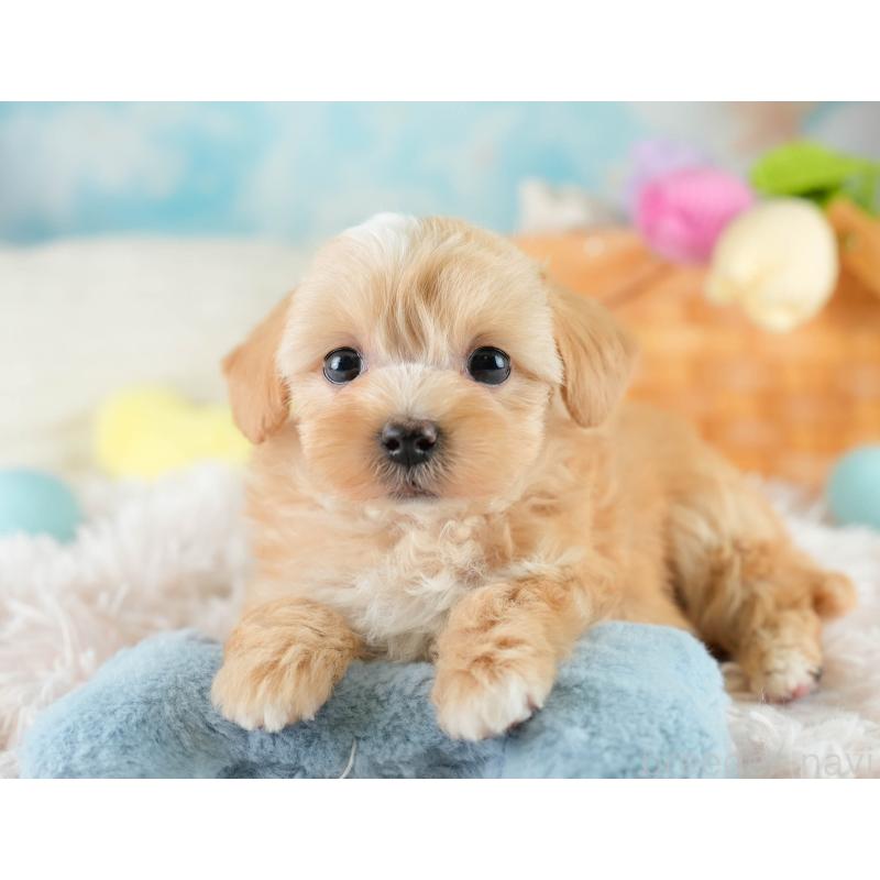 販売中の栃木県のマルプー:マルチーズ×トイプードル-428536の10枚目