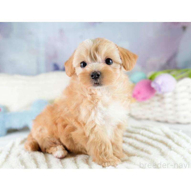 販売中の栃木県のマルプー:マルチーズ×トイプードル-428536の9枚目