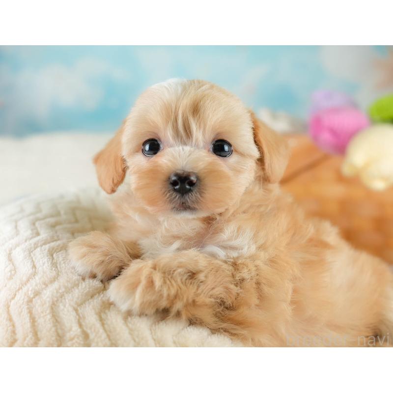 販売中の栃木県のマルプー:マルチーズ×トイプードル-428536の8枚目