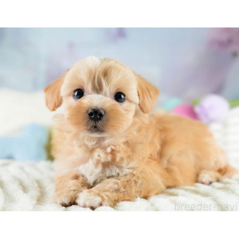 販売中の栃木県のマルプー:マルチーズ×トイプードル-428536の7枚目