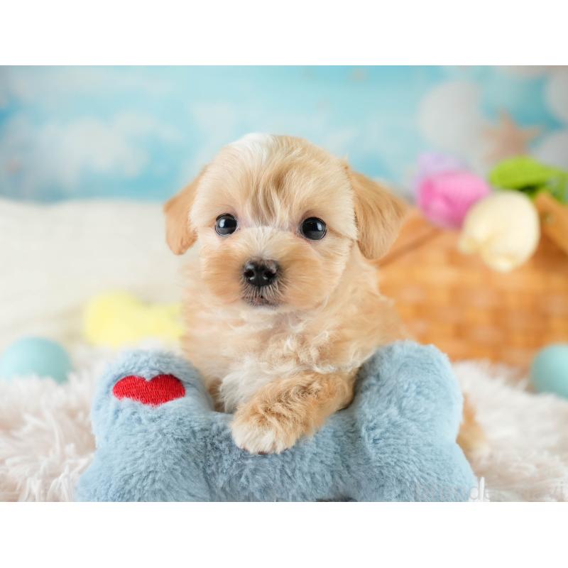 販売中の栃木県のマルプー:マルチーズ×トイプードル-428536の6枚目