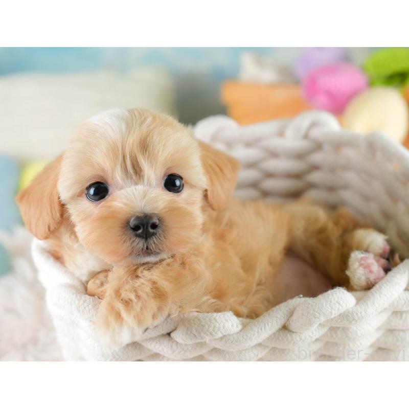 販売中の栃木県のマルプー:マルチーズ×トイプードル-428536の5枚目