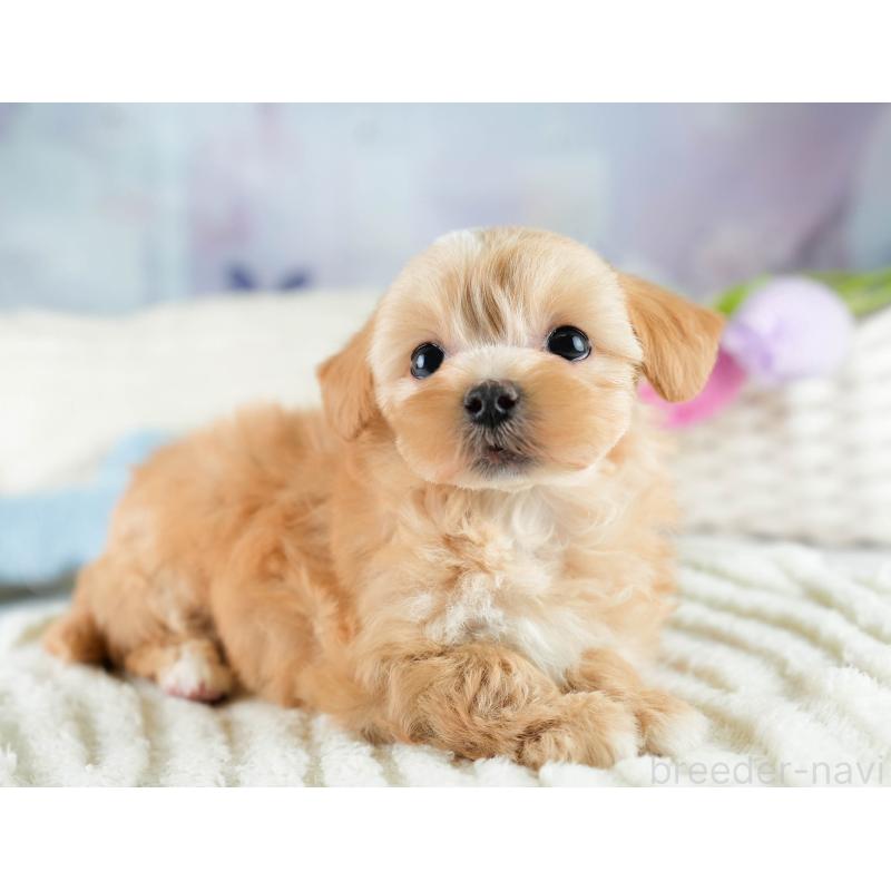 販売中の栃木県のマルプー:マルチーズ×トイプードル-428536の4枚目