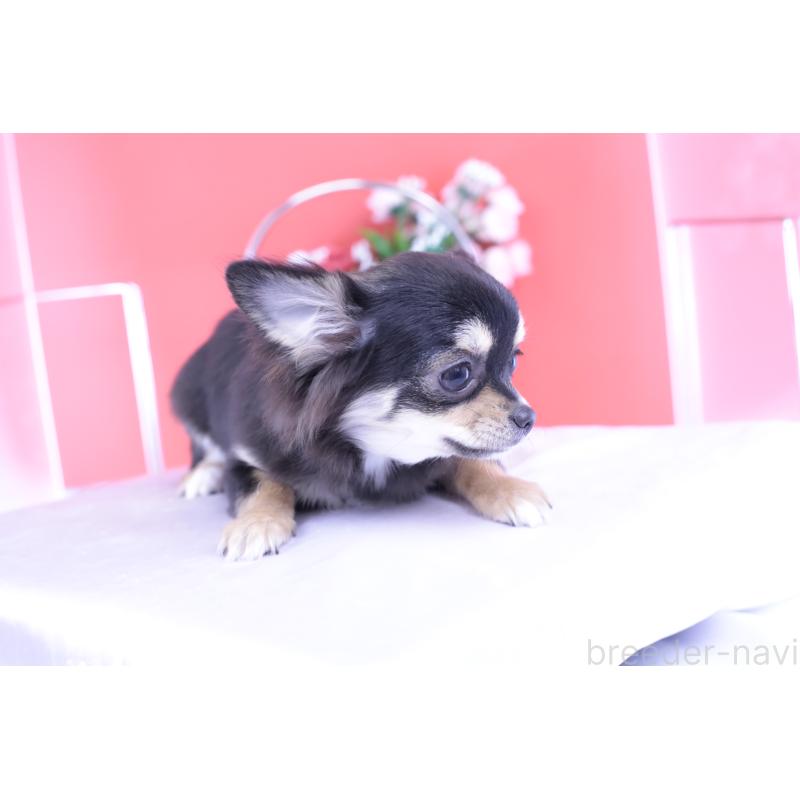 販売中の愛知県のチワワ(ロングコート)-406023の14枚目