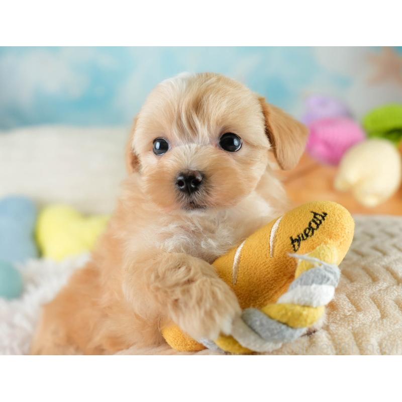 販売中の栃木県のマルプー:マルチーズ×トイプードル-428536の3枚目