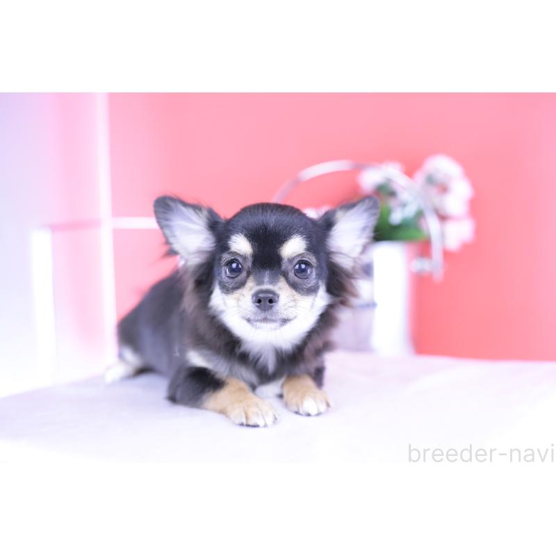 販売中の愛知県のチワワ(ロングコート)-406023の11枚目