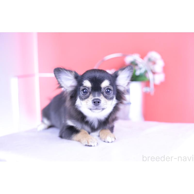 販売中の愛知県のチワワ(ロングコート)-406023の10枚目