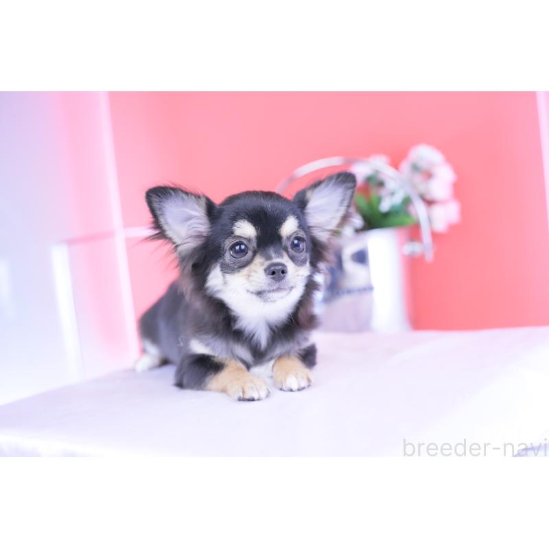 販売中の愛知県のチワワ(ロングコート)-406023の9枚目