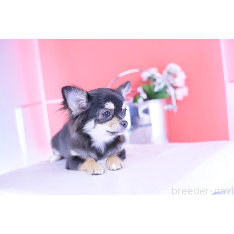 販売中の愛知県のチワワ(ロングコート)-406023の8枚目