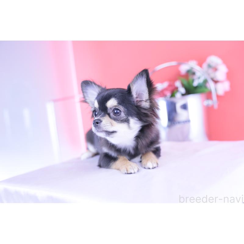 販売中の愛知県のチワワ(ロングコート)-406023の7枚目