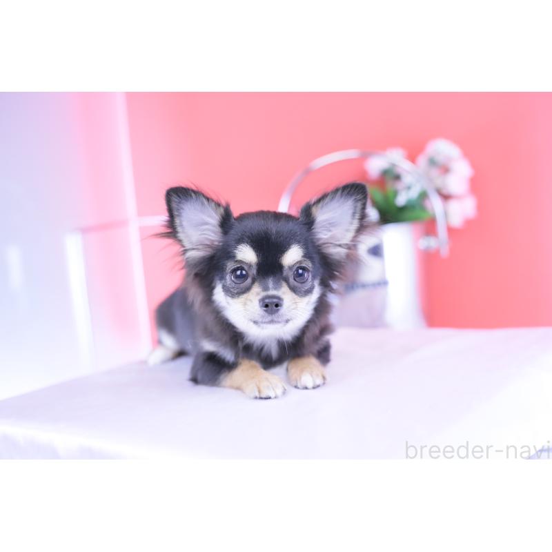 販売中の愛知県のチワワ(ロングコート)-406023の6枚目