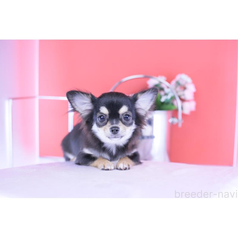 販売中の愛知県のチワワ(ロングコート)-406023の5枚目