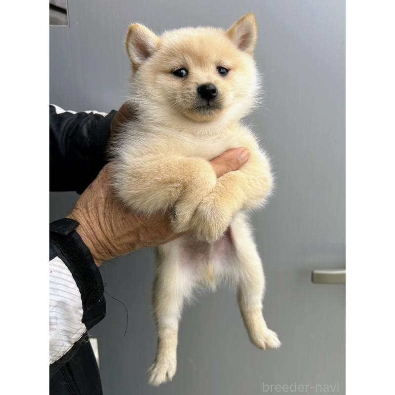 販売中の福岡県のミックス犬-428537の1枚目